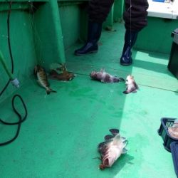 第三むつりょう丸 釣果