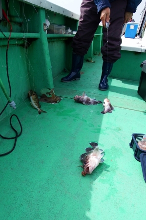 第三むつりょう丸 釣果