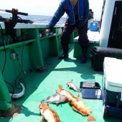 第三むつりょう丸 釣果