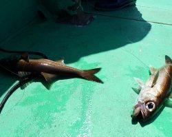 第三むつりょう丸 釣果