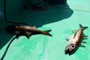 第三むつりょう丸 釣果