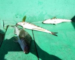 第三むつりょう丸 釣果