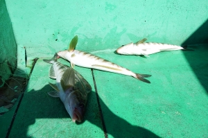 第三むつりょう丸 釣果