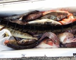 第三むつりょう丸 釣果