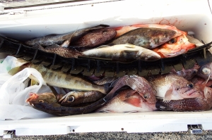 第三むつりょう丸 釣果