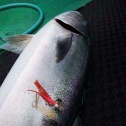 第三むつりょう丸 釣果