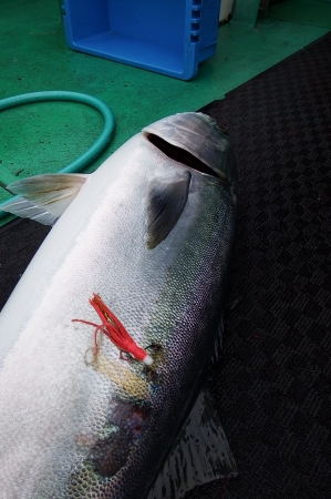 第三むつりょう丸 釣果