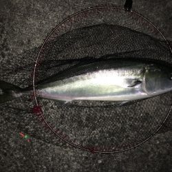 土産重視の食材確保プランで海の恵みを満喫！【角田裕介氏連載記事浮きアオリイカ釣り 第30弾】