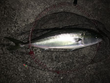 土産重視の食材確保プランで海の恵みを満喫！【角田裕介氏連載記事浮きアオリイカ釣り 第30弾】