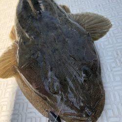 Magic(マジック) 釣果