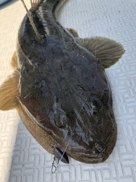 Magic(マジック) 釣果