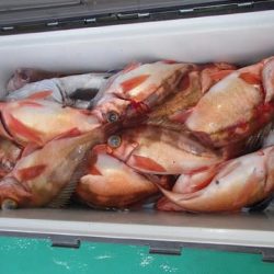 第二むつ漁丸 釣果