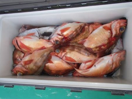 第二むつ漁丸 釣果