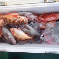 第二むつ漁丸 釣果