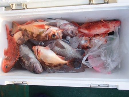 第二むつ漁丸 釣果