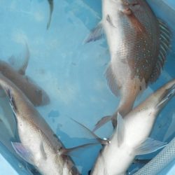 こうゆう丸 釣果