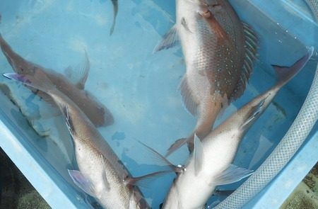 こうゆう丸 釣果