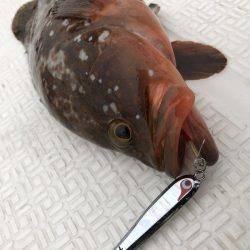 Magic(マジック) 釣果