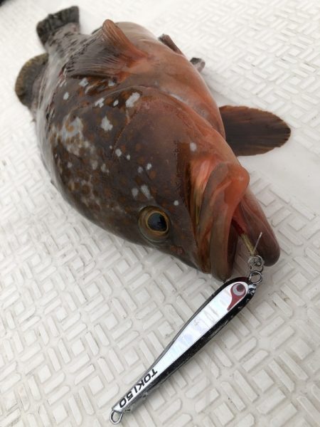 Magic(マジック) 釣果