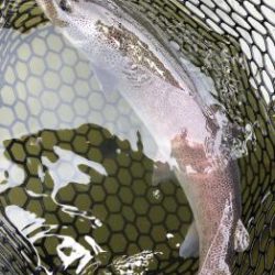 フィッシング サンクチュアリ 釣果