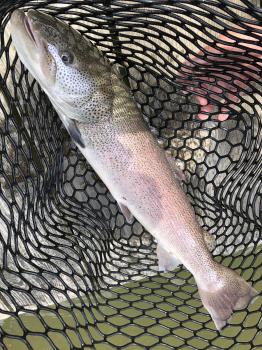 フィッシング サンクチュアリ 釣果