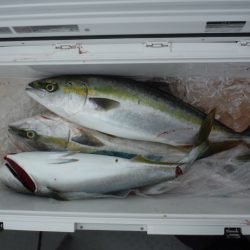 遊漁船 遊友 釣果