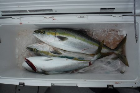 遊漁船 遊友 釣果