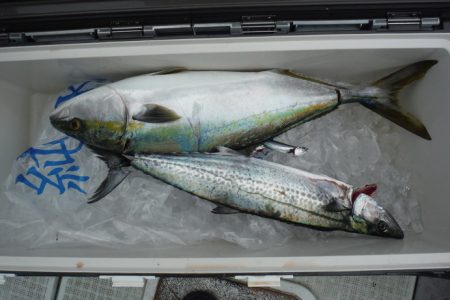 遊漁船 遊友 釣果