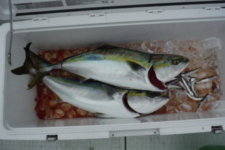 遊漁船 遊友 釣果