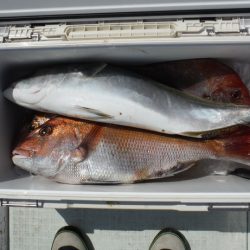 遊漁船 遊友 釣果