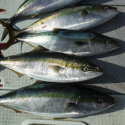 遊漁船 遊友 釣果