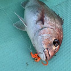 さんさん丸 釣果