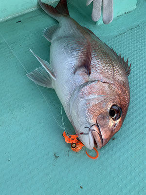 さんさん丸 釣果
