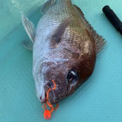 さんさん丸 釣果