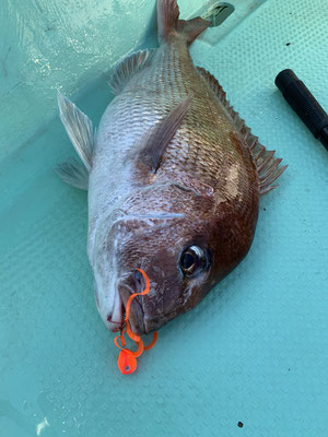 さんさん丸 釣果