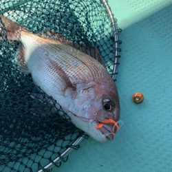さんさん丸 釣果