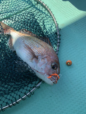 さんさん丸 釣果