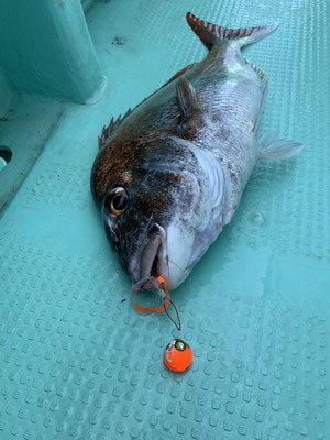 さんさん丸 釣果