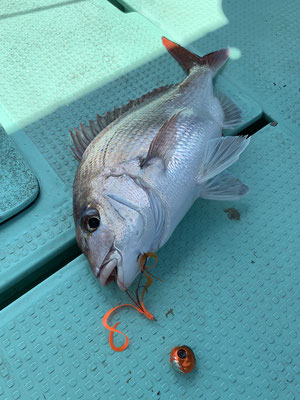 さんさん丸 釣果