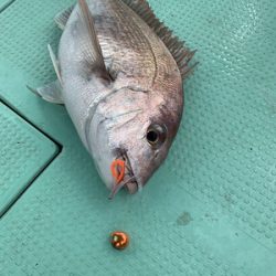 さんさん丸 釣果