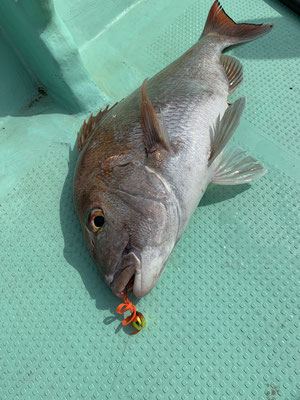 さんさん丸 釣果