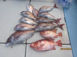 第十八吉栄丸 釣果