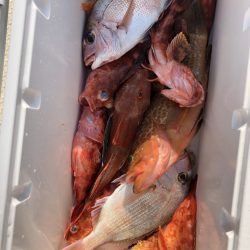 リトルワン 釣果