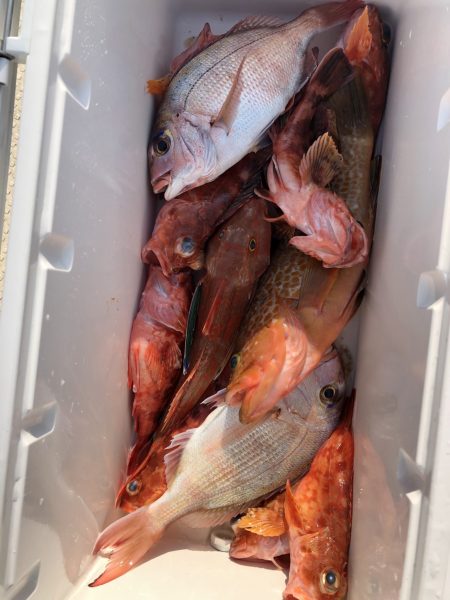 リトルワン 釣果