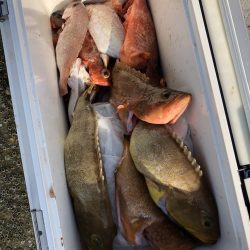 リトルワン 釣果