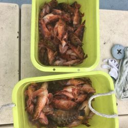 リトルワン 釣果