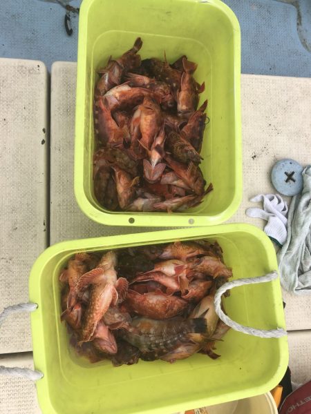 リトルワン 釣果