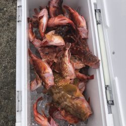 リトルワン 釣果