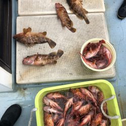 リトルワン 釣果