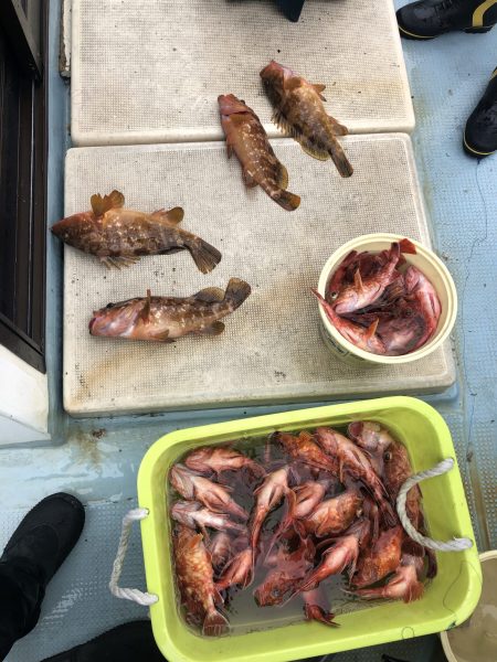 リトルワン 釣果